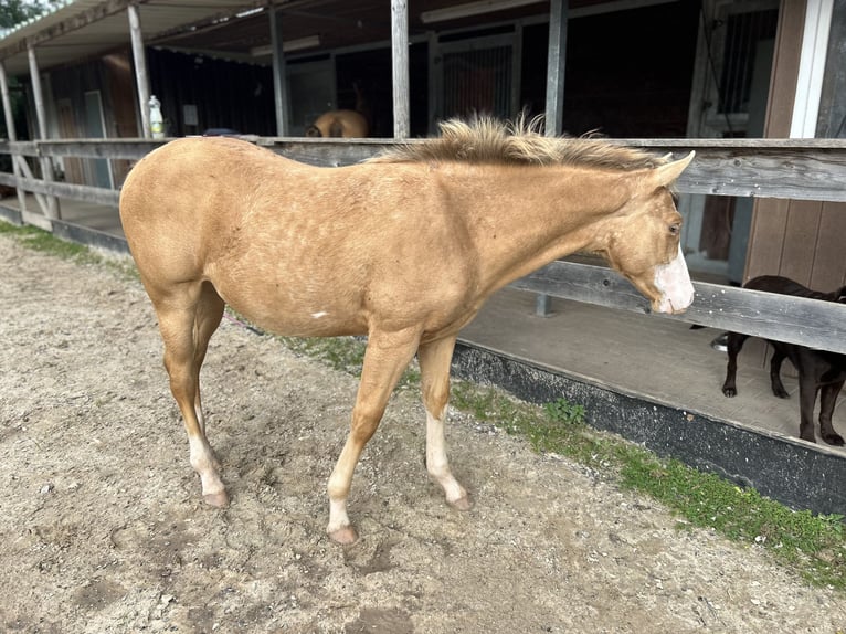 American Quarter Horse Hengst 1 Jaar 153 cm Champagne in GreußenheimGreußenheim