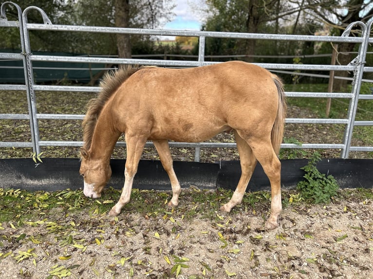 American Quarter Horse Hengst 1 Jaar 153 cm Champagne in GreußenheimGreußenheim