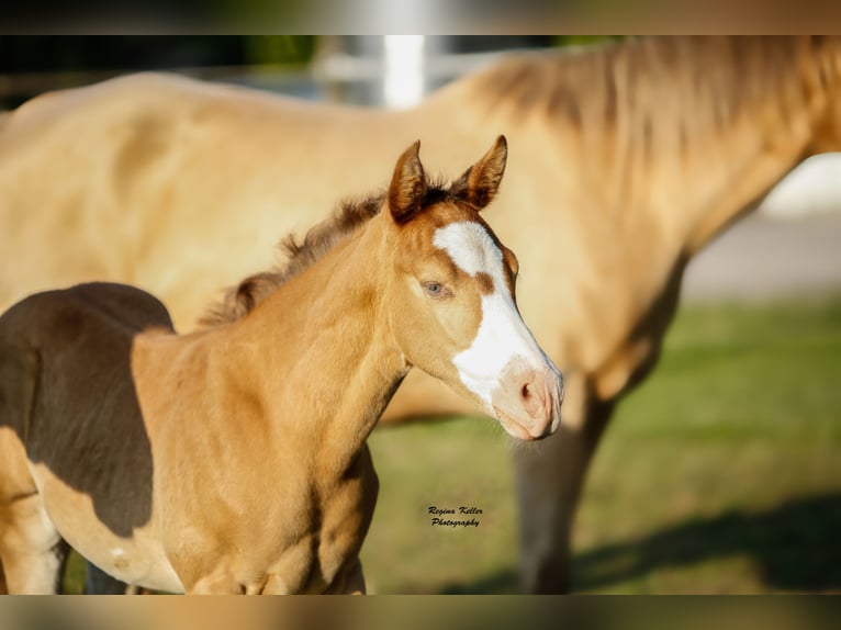 American Quarter Horse Hengst 1 Jaar 153 cm Champagne in GreußenheimGreußenheim