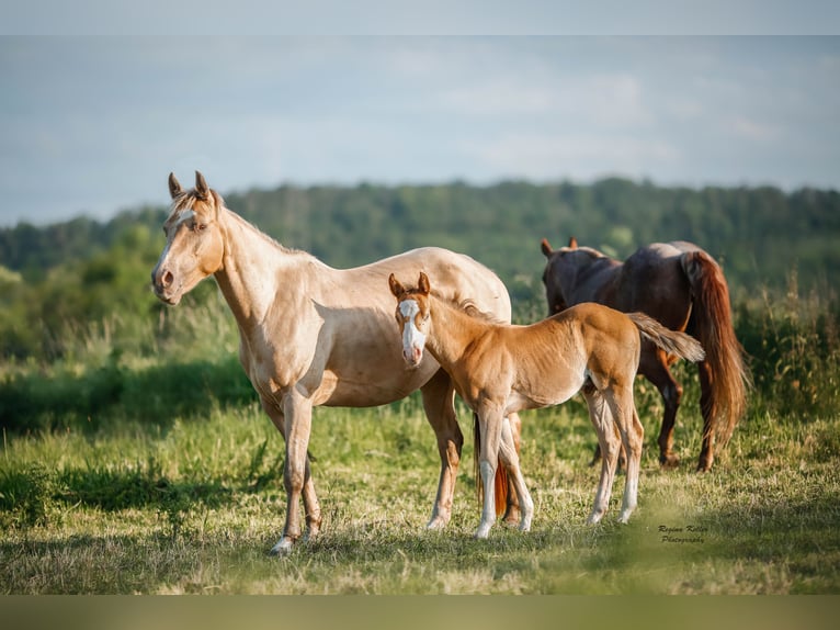 American Quarter Horse Hengst 1 Jaar 153 cm Champagne in GreußenheimGreußenheim