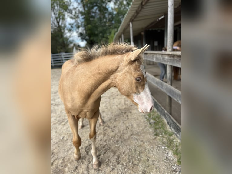 American Quarter Horse Hengst 1 Jaar 153 cm Champagne in GreußenheimGreußenheim