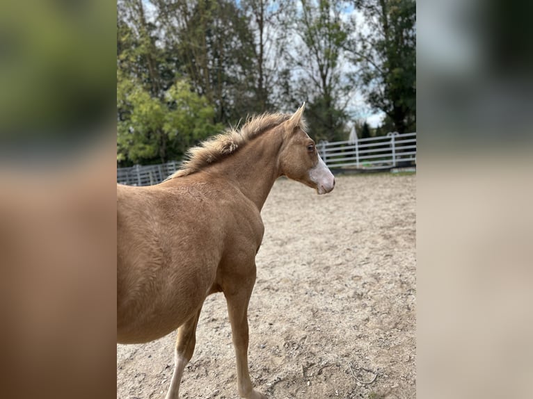 American Quarter Horse Hengst 1 Jaar 153 cm Champagne in GreußenheimGreußenheim