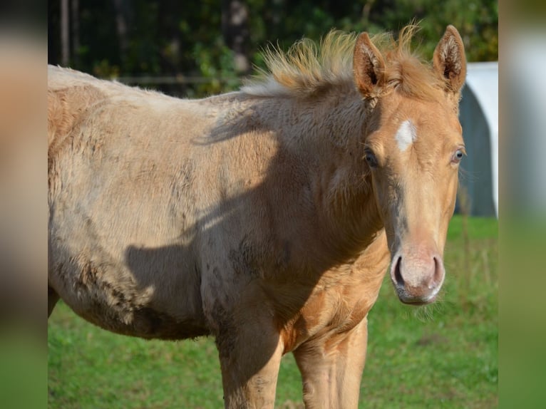 American Quarter Horse Hengst 1 Jaar 153 cm Champagne in Nordhorn