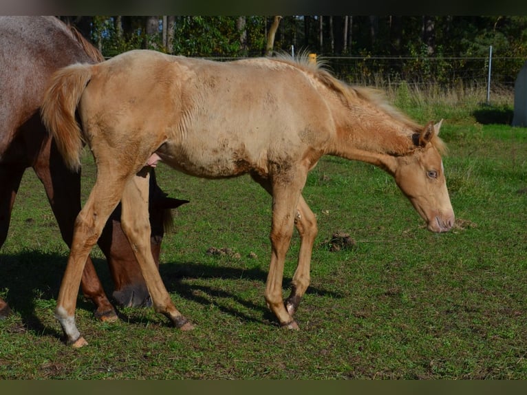 American Quarter Horse Hengst 1 Jaar 153 cm Champagne in Nordhorn