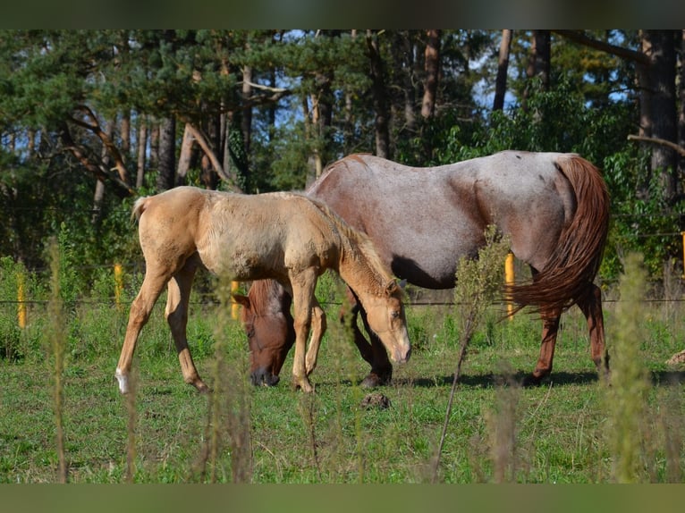 American Quarter Horse Hengst 1 Jaar 153 cm Champagne in Nordhorn