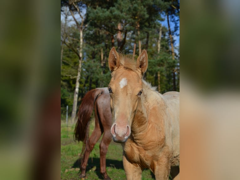 American Quarter Horse Hengst 1 Jaar 153 cm Champagne in Nordhorn