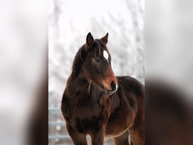 American Quarter Horse Hengst 1 Jaar 153 cm Donkerbruin in Vilsheim