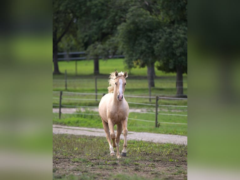 American Quarter Horse Hengst 1 Jaar 153 cm Palomino in Fleischwangen