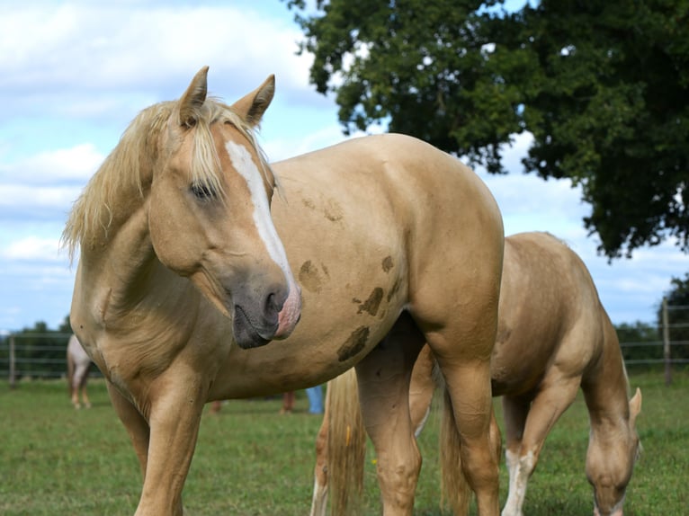 American Quarter Horse Hengst 1 Jaar 153 cm Palomino in Fleischwangen