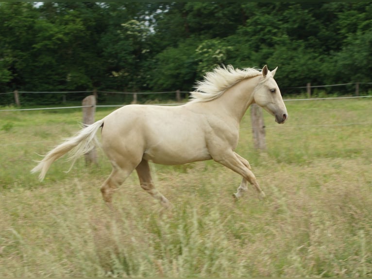 American Quarter Horse Hengst 1 Jaar 153 cm Palomino in Linsburg
