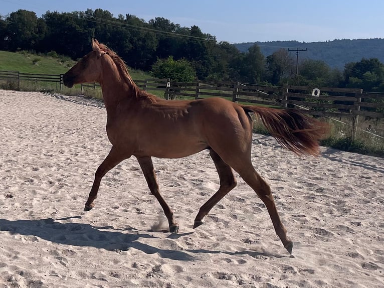 American Quarter Horse Hengst 1 Jaar 153 cm Red Dun in Reichelsheim