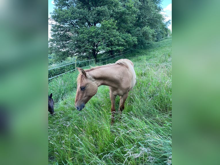 American Quarter Horse Hengst 1 Jaar 153 cm Red Dun in Reichelsheim