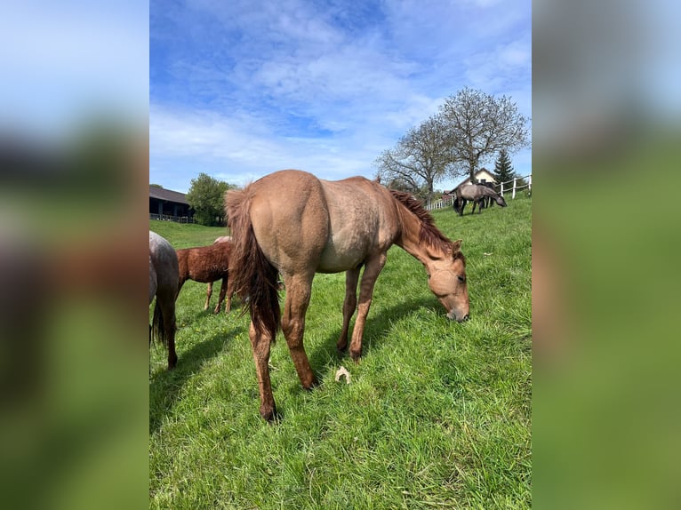 American Quarter Horse Hengst 1 Jaar 153 cm Red Dun in Reichelsheim