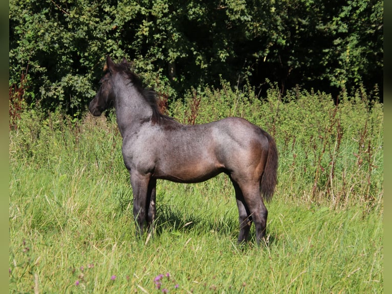 American Quarter Horse Hengst 1 Jaar 153 cm Roan-Blue in Breitenbach