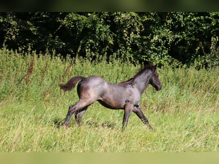 American Quarter Horse Hengst 1 Jaar 153 cm Roan-Blue in Breitenbach