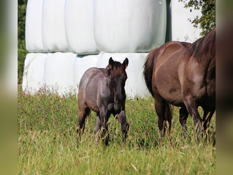 American Quarter Horse Hengst 1 Jaar 153 cm Roan-Blue in Breitenbach