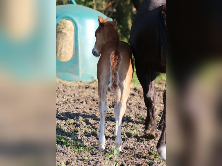 American Quarter Horse Hengst 1 Jaar 153 cm Vos in Börgerende-Rethwisch