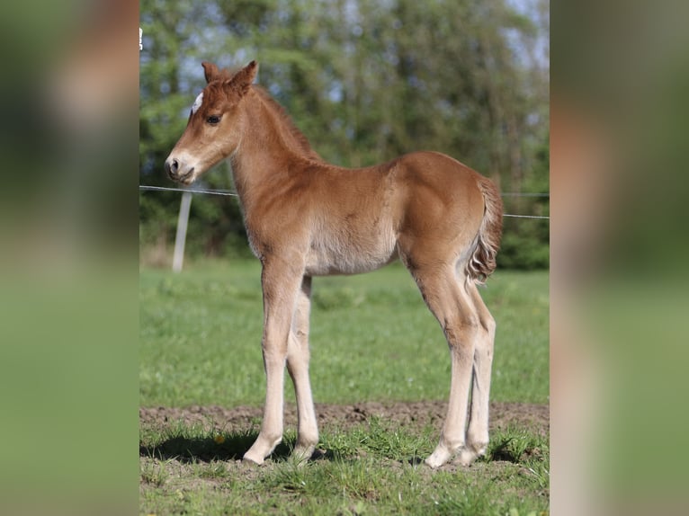 American Quarter Horse Hengst 1 Jaar 153 cm Vos in Börgerende-Rethwisch