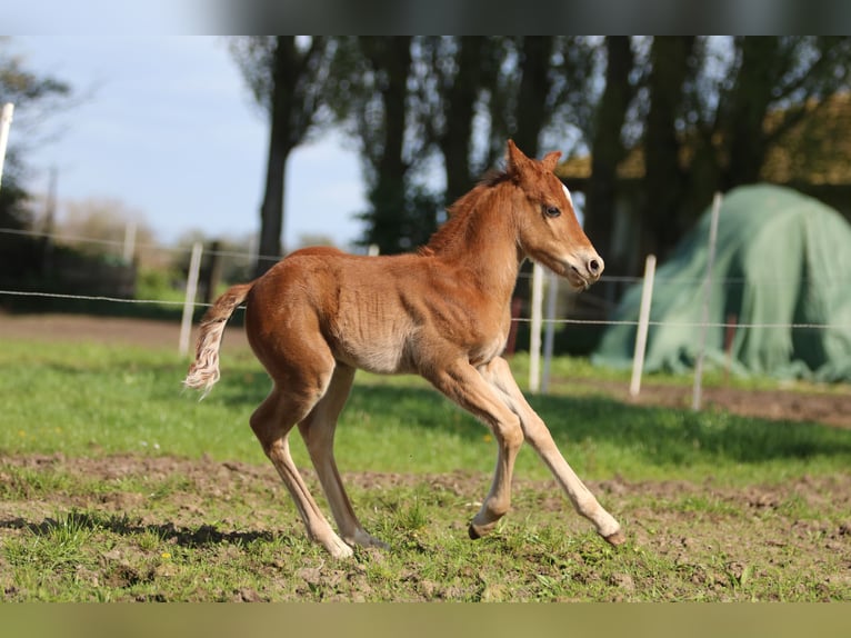 American Quarter Horse Hengst 1 Jaar 153 cm Vos in Börgerende-Rethwisch