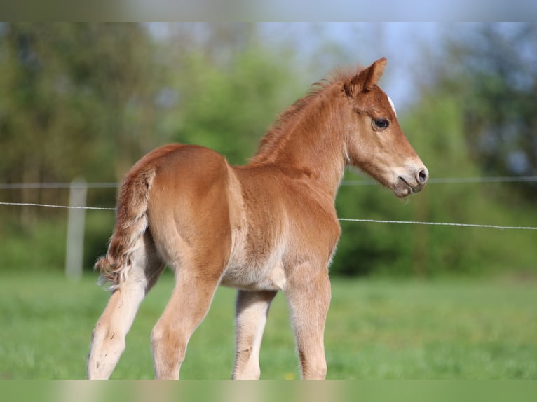 American Quarter Horse Hengst 1 Jaar 153 cm Vos in Börgerende-Rethwisch