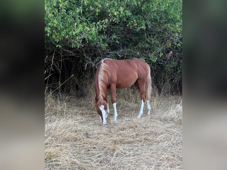 American Quarter Horse Hengst 1 Jaar 153 cm Vos in Breitenbach