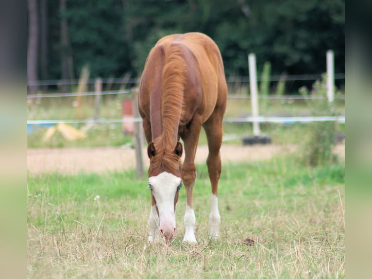 American Quarter Horse Hengst 1 Jaar 153 cm Vos in Königsmoos