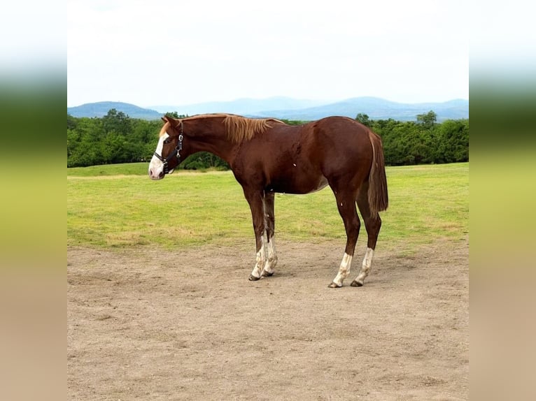 American Quarter Horse Hengst 1 Jaar 153 cm Vos in Königsmoos