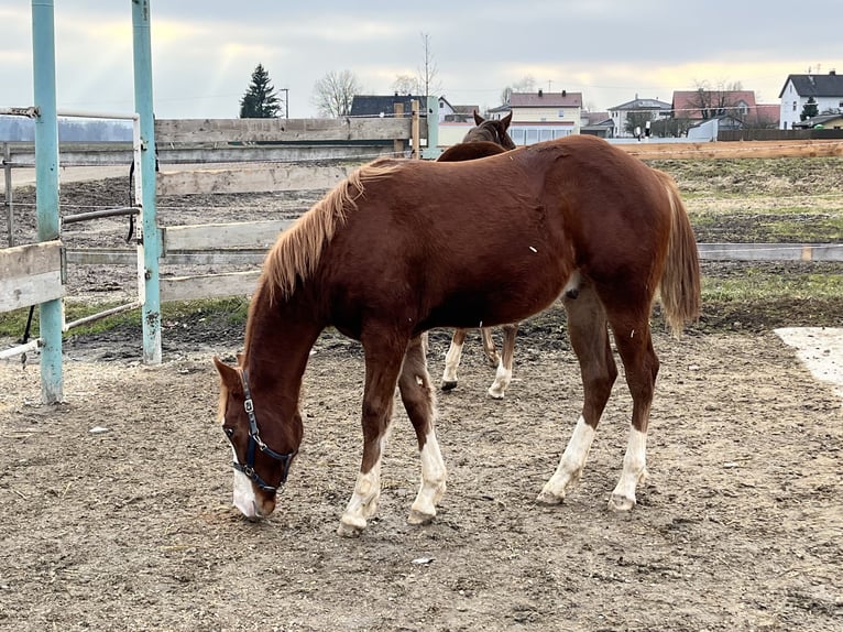 American Quarter Horse Hengst 1 Jaar 153 cm Vos in Königsmoos