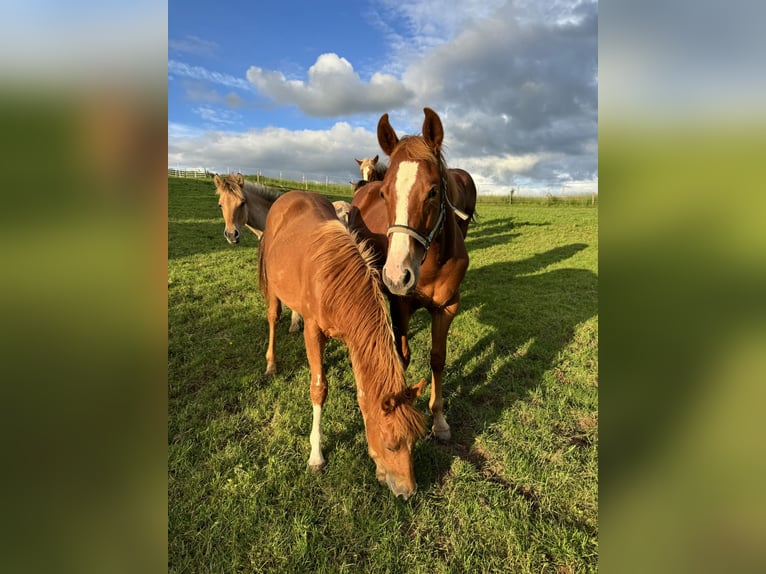 American Quarter Horse Hengst 1 Jaar 153 cm Vos in Daleiden