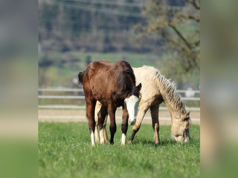 American Quarter Horse Hengst 1 Jaar 154 cm Bruin in Waldshut-Tiengen