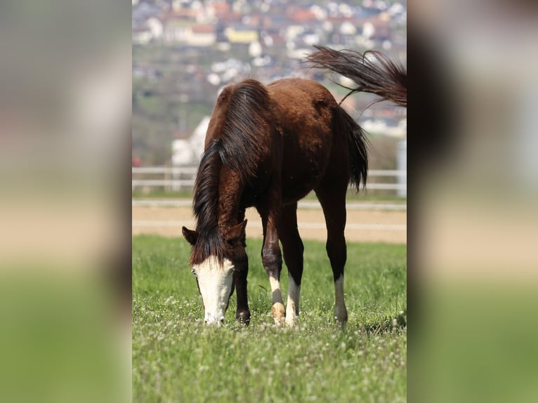 American Quarter Horse Hengst 1 Jaar 154 cm Bruin in Waldshut-Tiengen