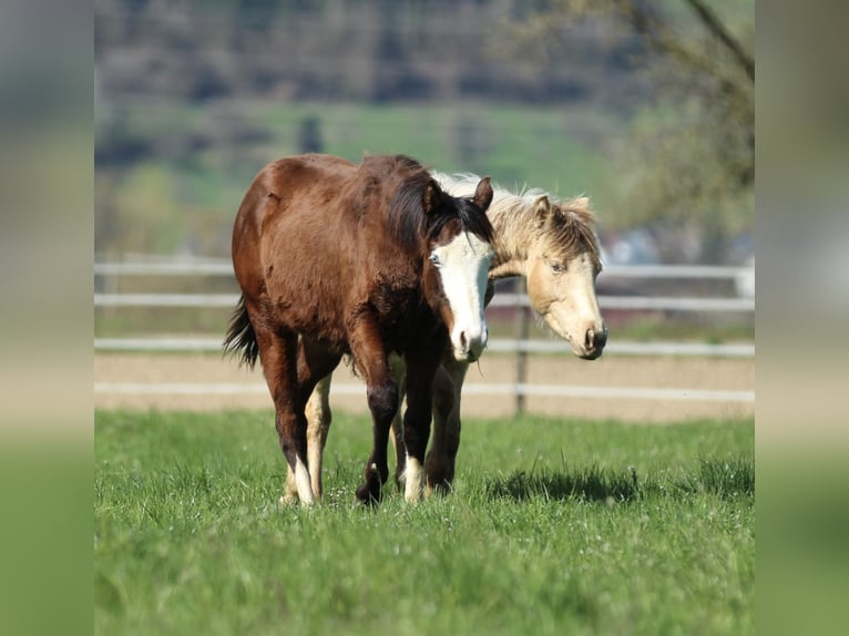American Quarter Horse Hengst 1 Jaar 154 cm Bruin in Waldshut-Tiengen