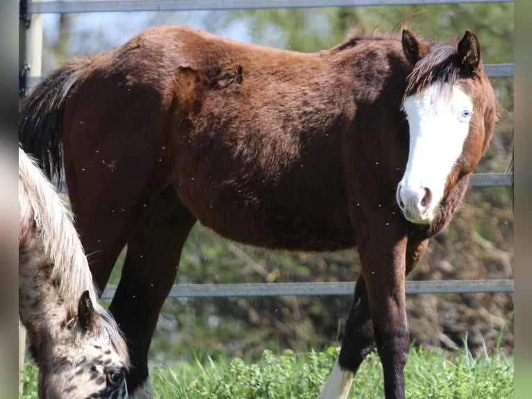 American Quarter Horse Hengst 1 Jaar 154 cm Bruin in Waldshut-Tiengen