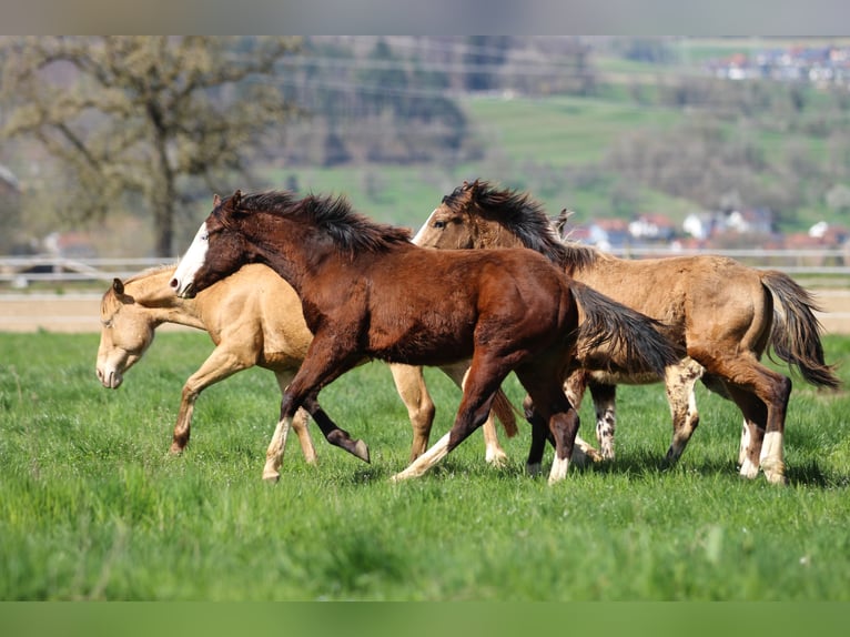 American Quarter Horse Hengst 1 Jaar 154 cm Bruin in Waldshut-Tiengen