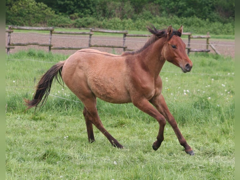 American Quarter Horse Hengst 1 Jaar 154 cm Falbe in Düsseldorf