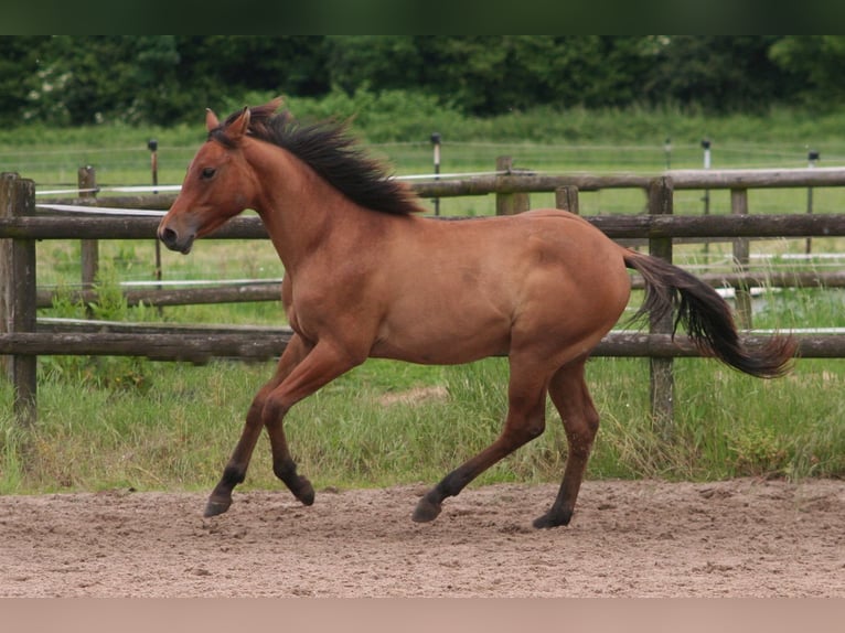 American Quarter Horse Hengst 1 Jaar 154 cm Falbe in Düsseldorf