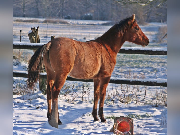 American Quarter Horse Hengst 1 Jaar 154 cm Falbe in Düsseldorf