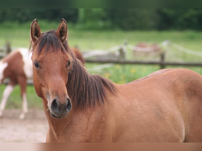 American Quarter Horse Hengst 1 Jaar 154 cm Falbe in Düsseldorf