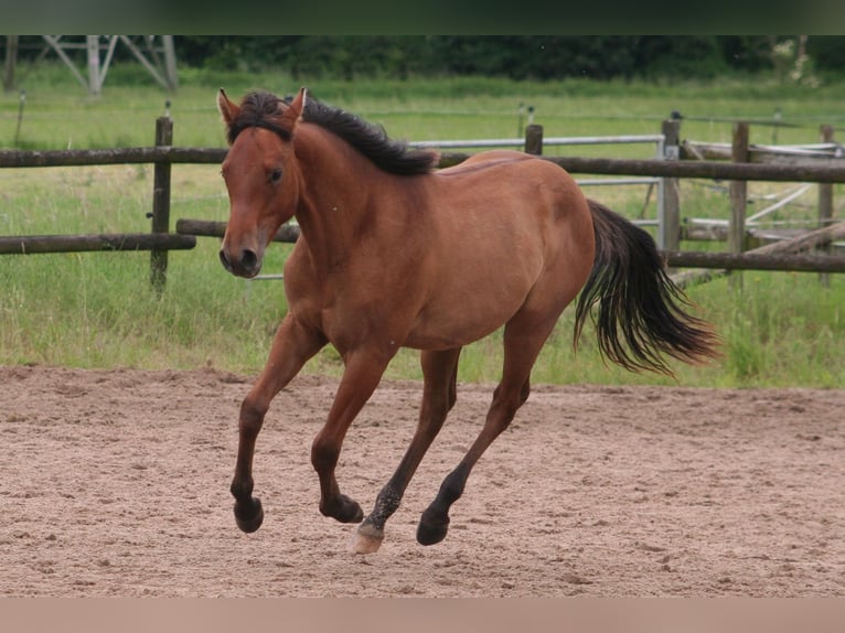 American Quarter Horse Hengst 1 Jaar 154 cm Falbe in Düsseldorf