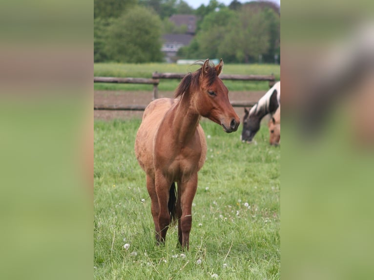 American Quarter Horse Hengst 1 Jaar 154 cm Falbe in Düsseldorf