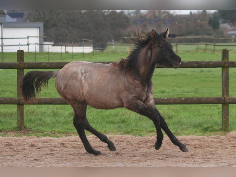 American Quarter Horse Hengst 1 Jaar 154 cm Grullo in Düsseldorf