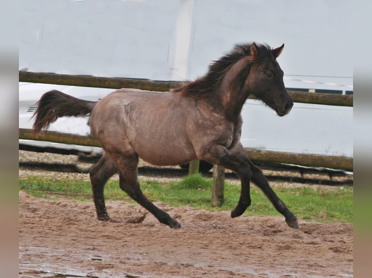 American Quarter Horse Hengst 1 Jaar 154 cm Grullo in Düsseldorf