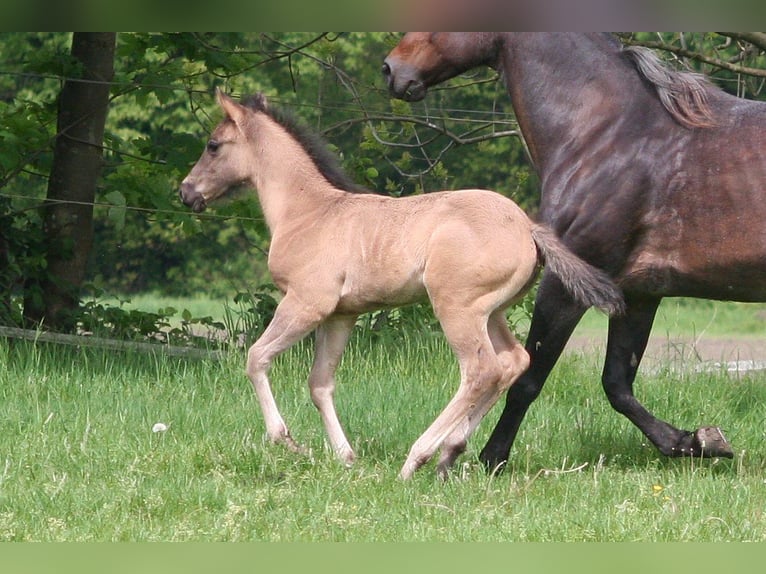 American Quarter Horse Hengst 1 Jaar 154 cm Grullo in Düsseldorf