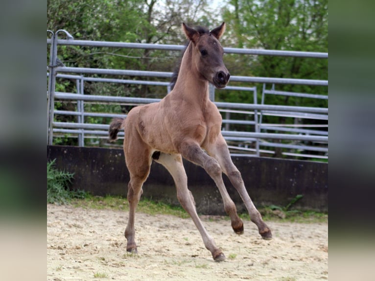 American Quarter Horse Hengst 1 Jaar 154 cm Grullo in Düsseldorf