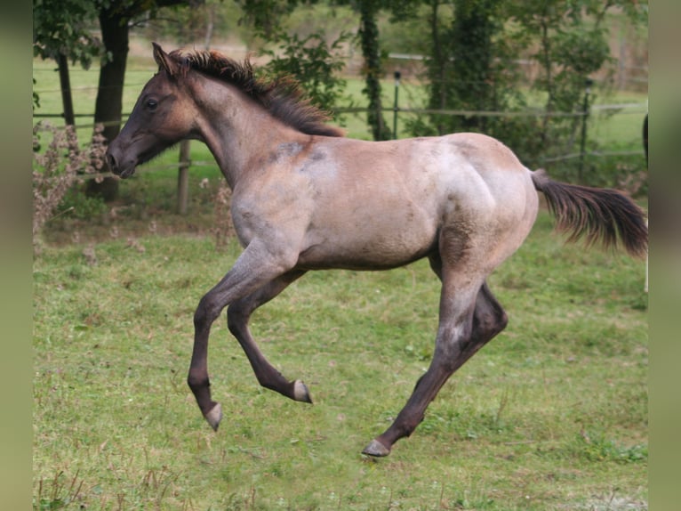 American Quarter Horse Hengst 1 Jaar 154 cm Grullo in Düsseldorf