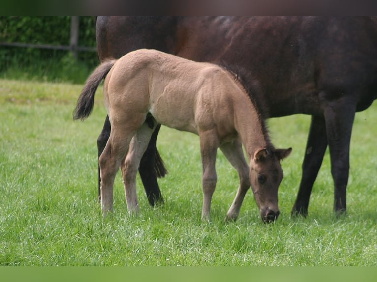 American Quarter Horse Hengst 1 Jaar 154 cm Grullo in Düsseldorf