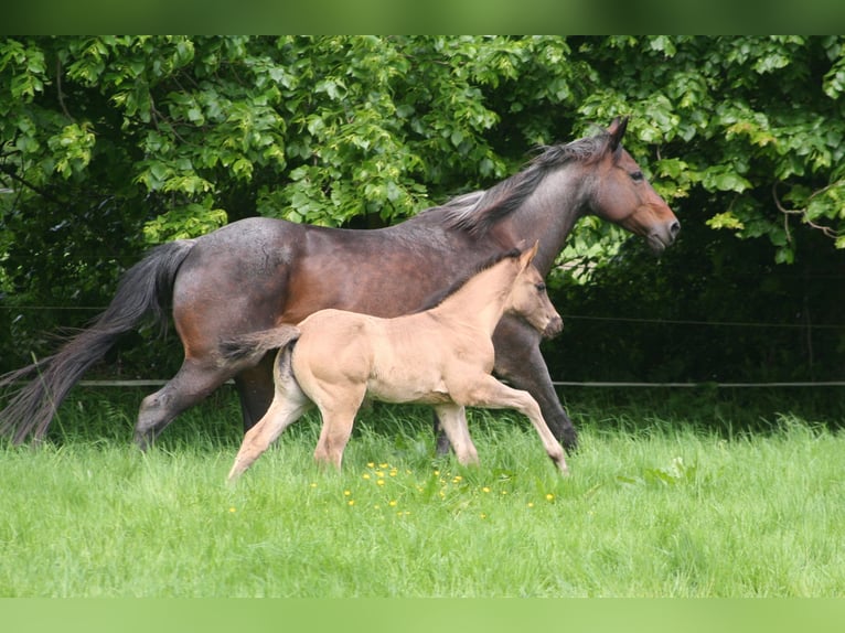 American Quarter Horse Hengst 1 Jaar 154 cm Grullo in Düsseldorf