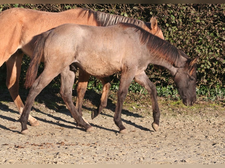 American Quarter Horse Hengst 1 Jaar 154 cm Grullo in Düsseldorf