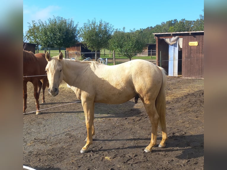 American Quarter Horse Hengst 1 Jaar 154 cm Palomino in Harth-Pöllnitz