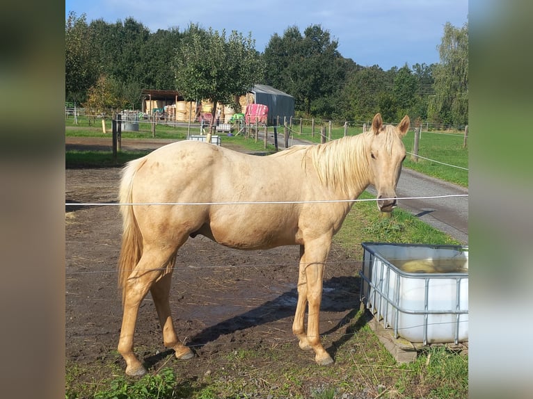 American Quarter Horse Hengst 1 Jaar 154 cm Palomino in Harth-Pöllnitz